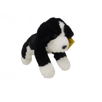 Hond  zwart met  wit 