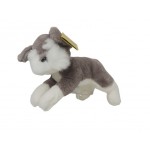 Hond grijs met  wit  Hond grijs met  wit